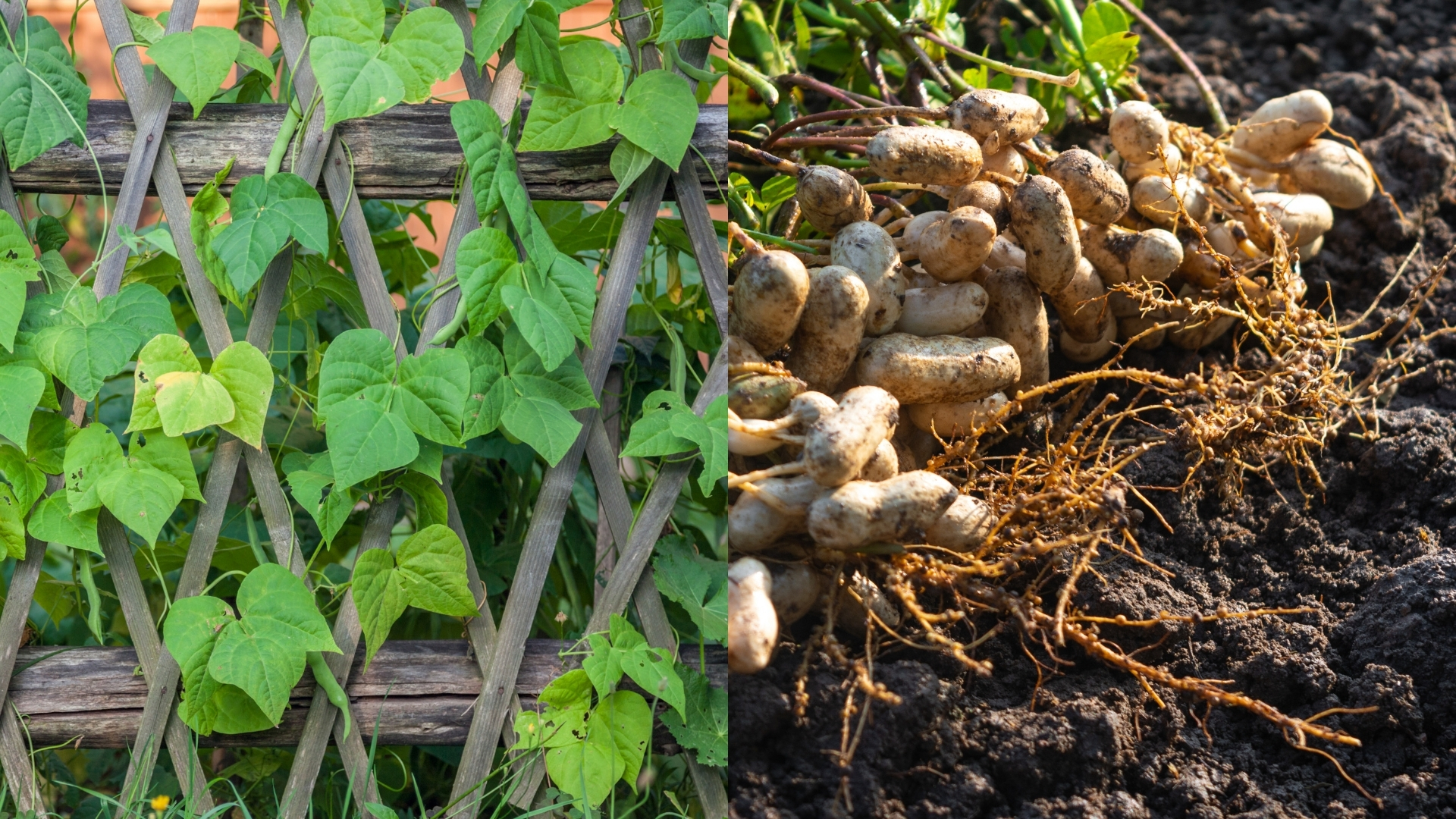 4월 5월에 심기 좋은 작물 강낭콩, 땅콩