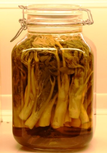 두릅장아찌 보관방법