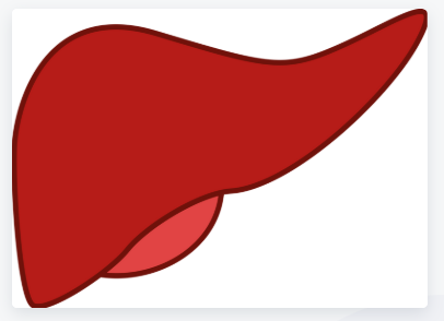 알부민이 간에서 생성됨 관련 그림