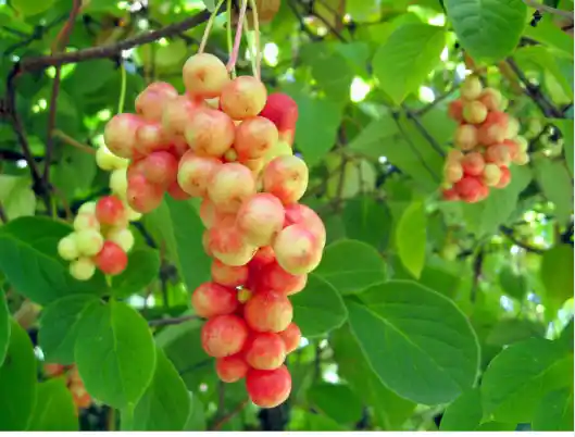 오미자 효능 및 먹는 방법 주의점