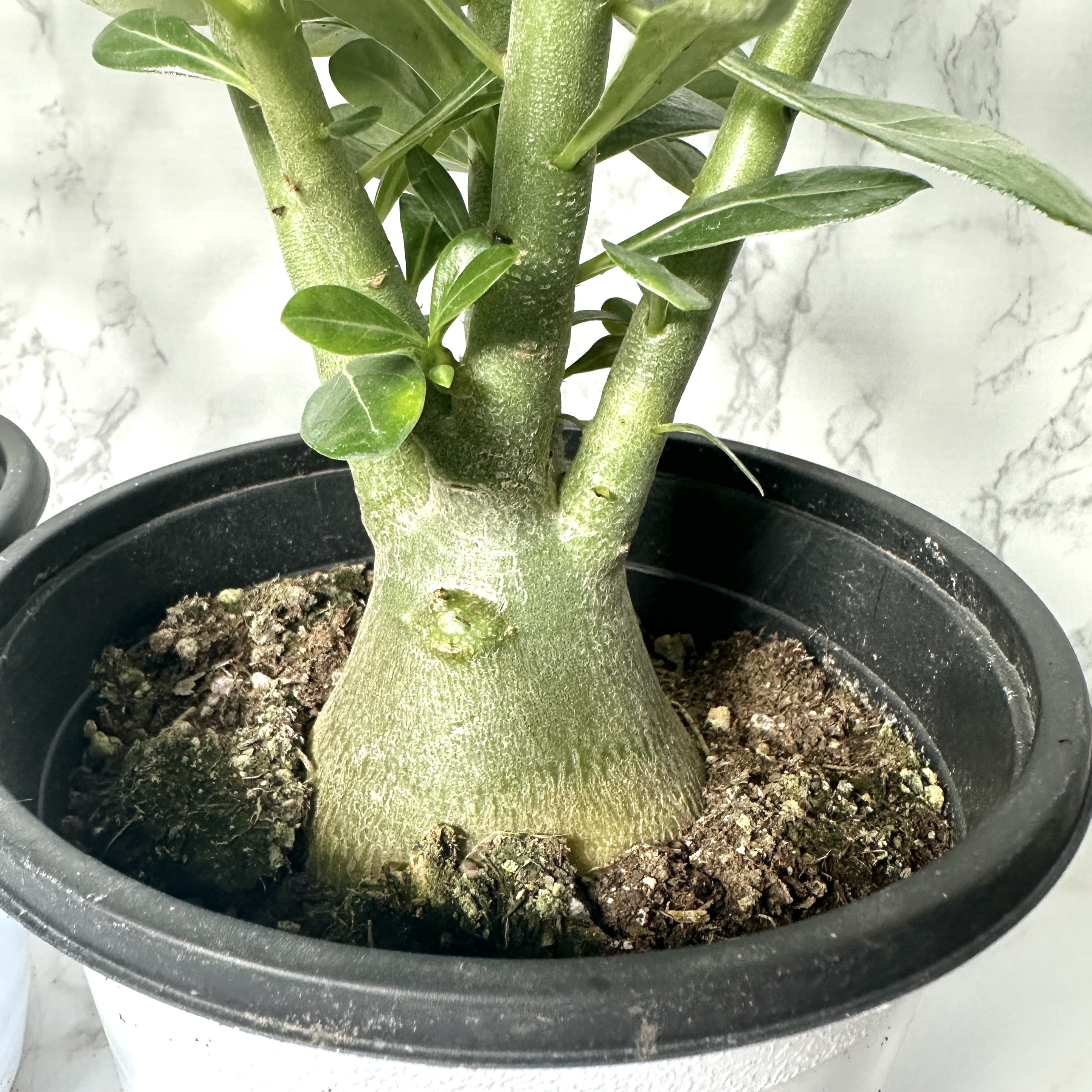 사막의장미 석화 키우기, 물주기, 인테리어식물