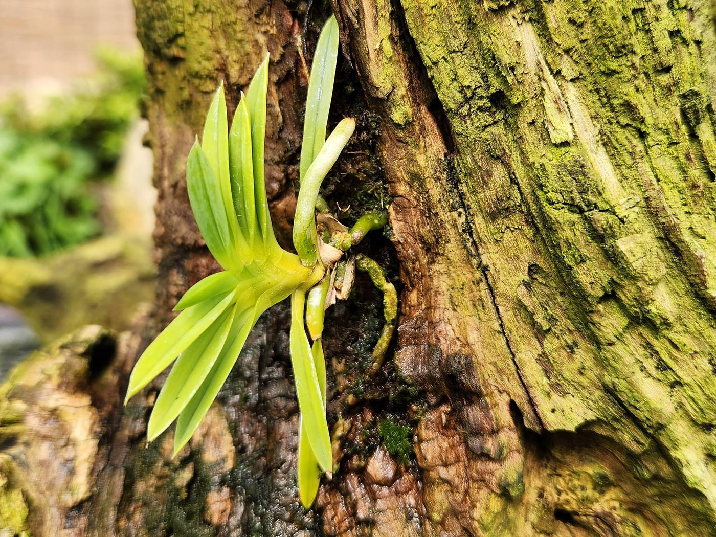 풍란 Wind orchid