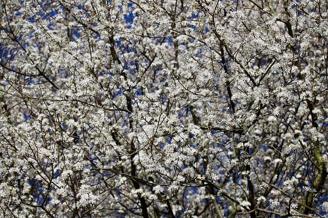 양산원동매화축제