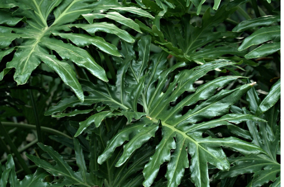 이색 재테크, 희귀 식물 투자 &ndash; 살아 있는 녹색 자산, 미래를 키우는 새로운 재테크