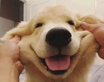 골든 리트리버 분양 가격 성격 장단점_9