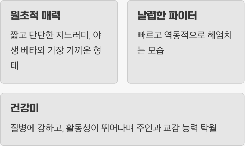 플라캇 베타 - 원초적 매력, 날렵한 파이터