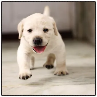 새끼강아지무료분양 멍멍이 가족 맞이 꿀팁_2