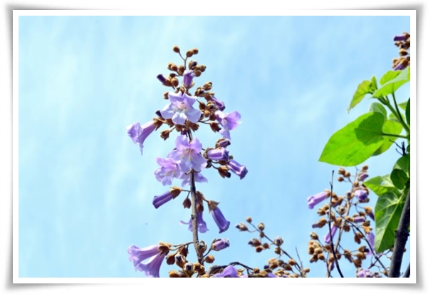 화초 &quot;5월 오동나무 꽃&quot; 봉황이 깃든 신비롭고 화려한 보랏빛 유혹!