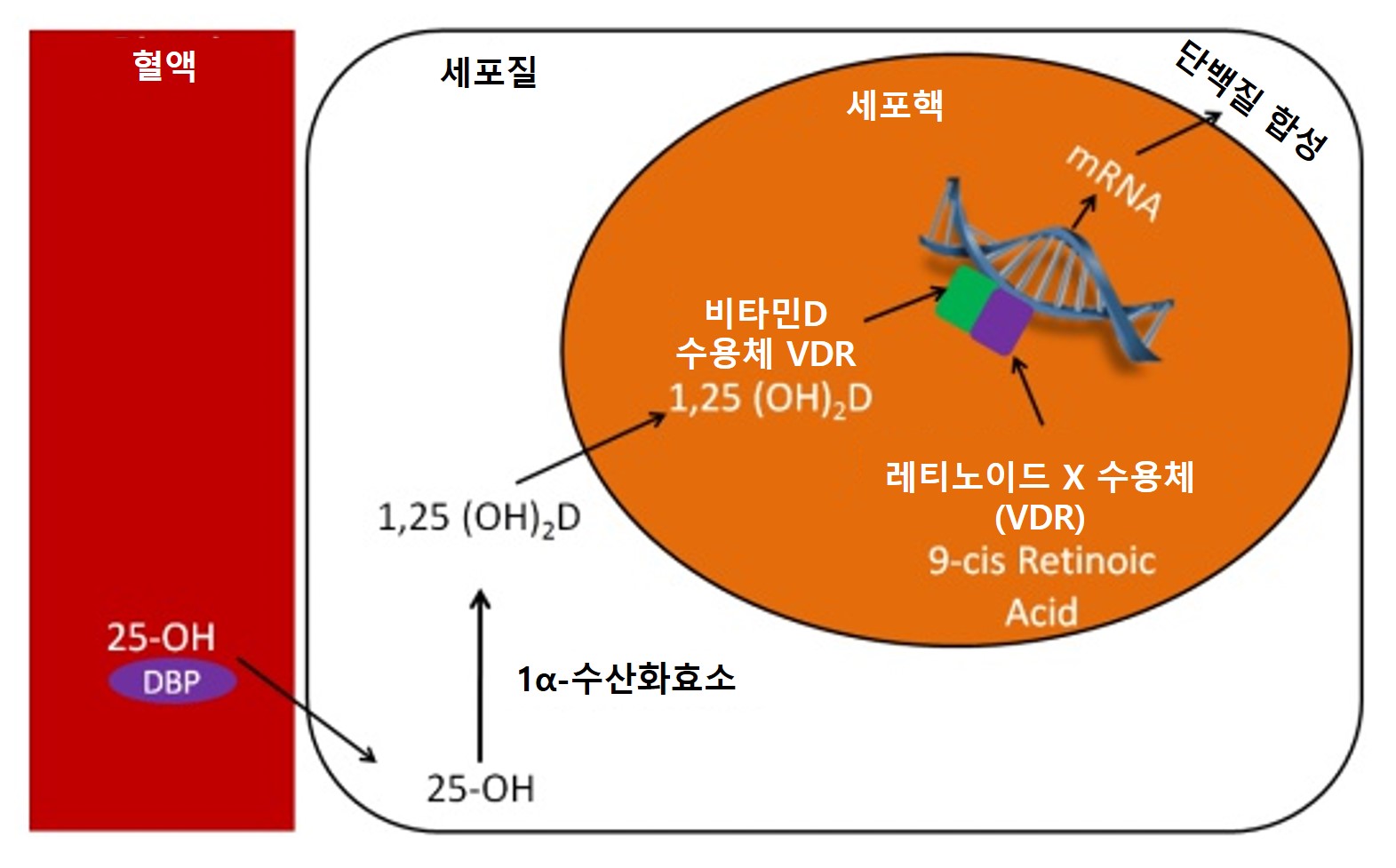 종합비타민
