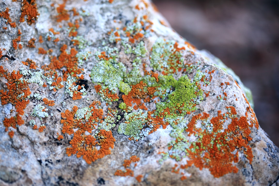Mold