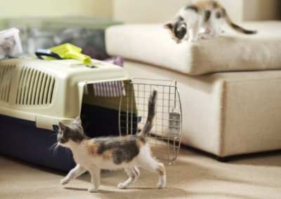 캐리어에서 나와 주변을 탐색하고 있는 두 마리의 아기 고양이