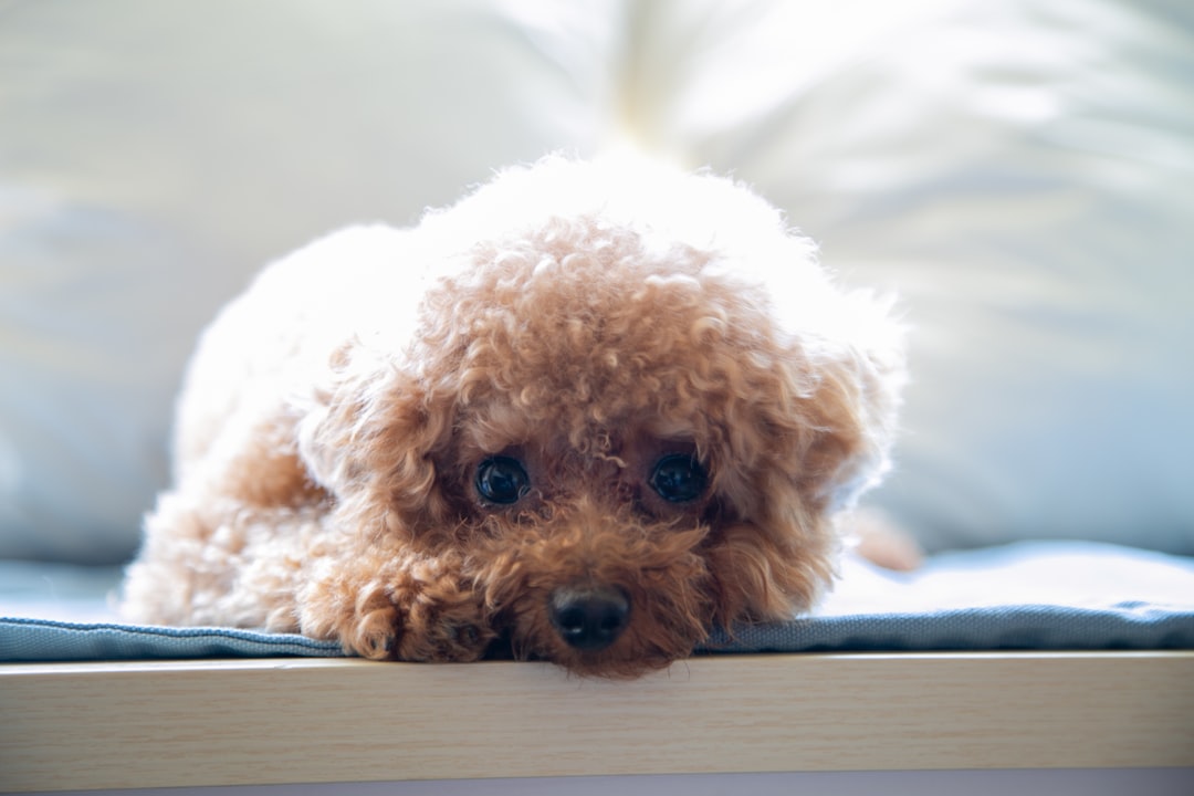 Dog mat