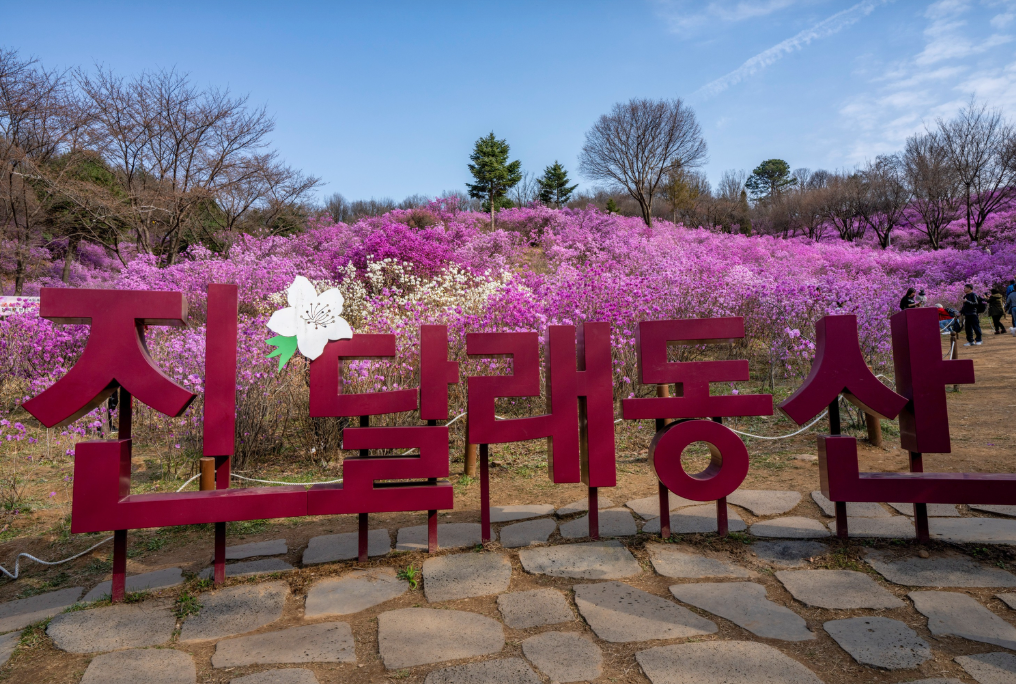 원미산 진달래