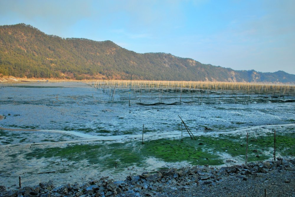 내저마을 매생이 양식장