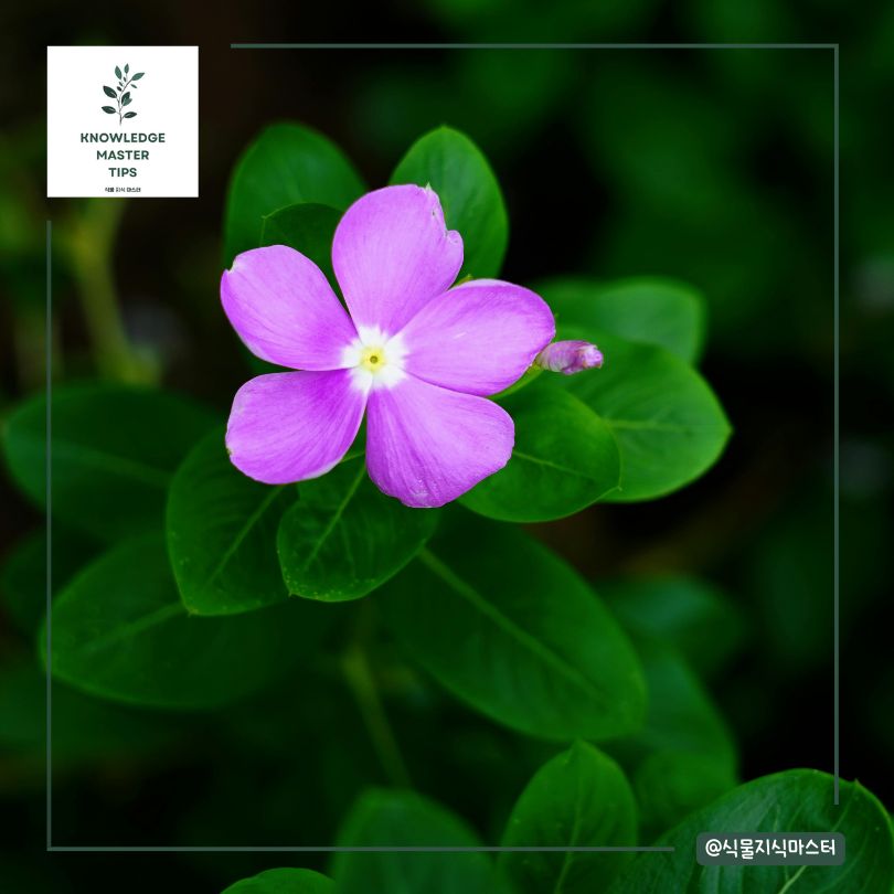 일일초의 넌 어디서 온 식물이니?