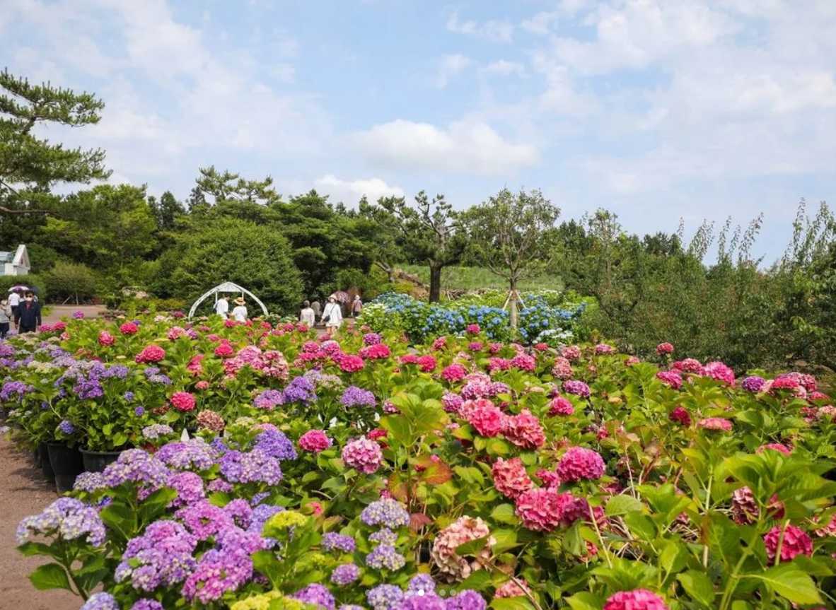 휴애리 수국축제