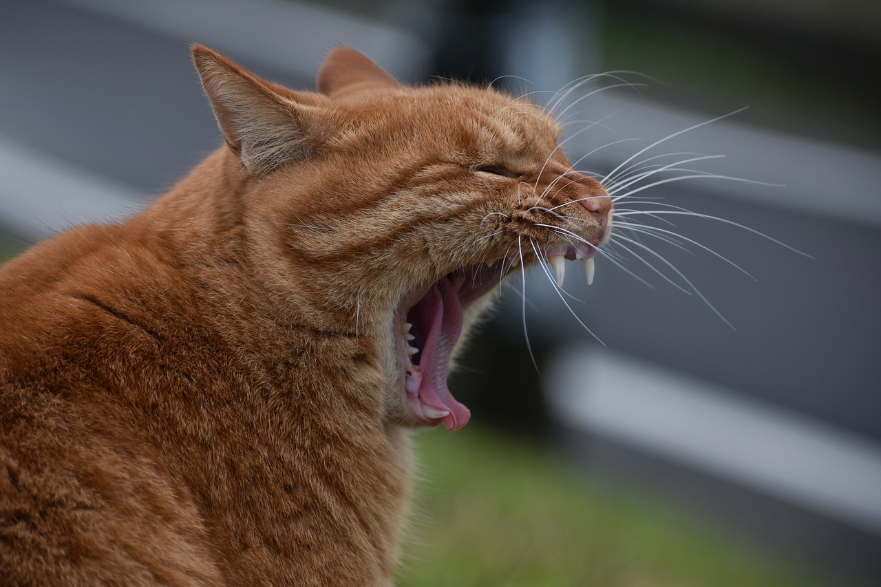 하품이 자주 나오는 이유
