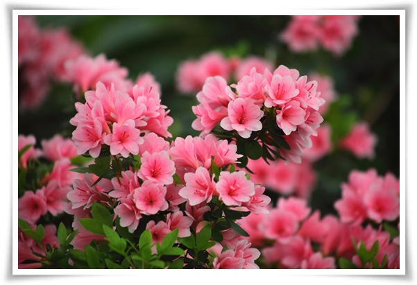 "철쭉" 봄을 수놓는 붉은 유혹, 당신이 몰랐던 화려한 비밀의 꽃!