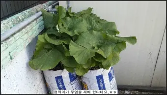 우엉 재배 깊이 갈기 직파 요령 곧게 키우기_13