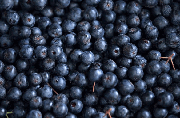 보라색의 작고 둥그런 아로니아가 한가득 있다.