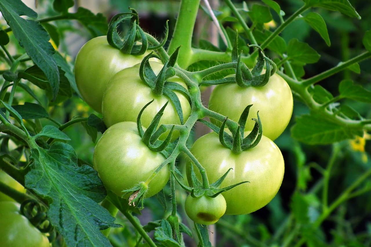 벌레가 생겼을 때, 초보 가드너가 친환경 방법으로 식물을 지키는 법