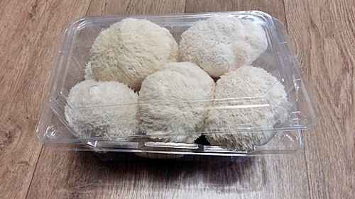 오늘N 2540회 가족이 뭐길래 드림버섯농장 표고버섯, 노루궁뎅이버섯, 녹각영지버섯까지 건강한 먹거리 주문방법