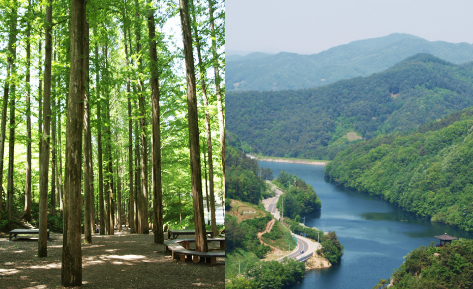 장태산 자연휴양림 숲체험 예약현황 가이드(대전 가을 명소 추천)
