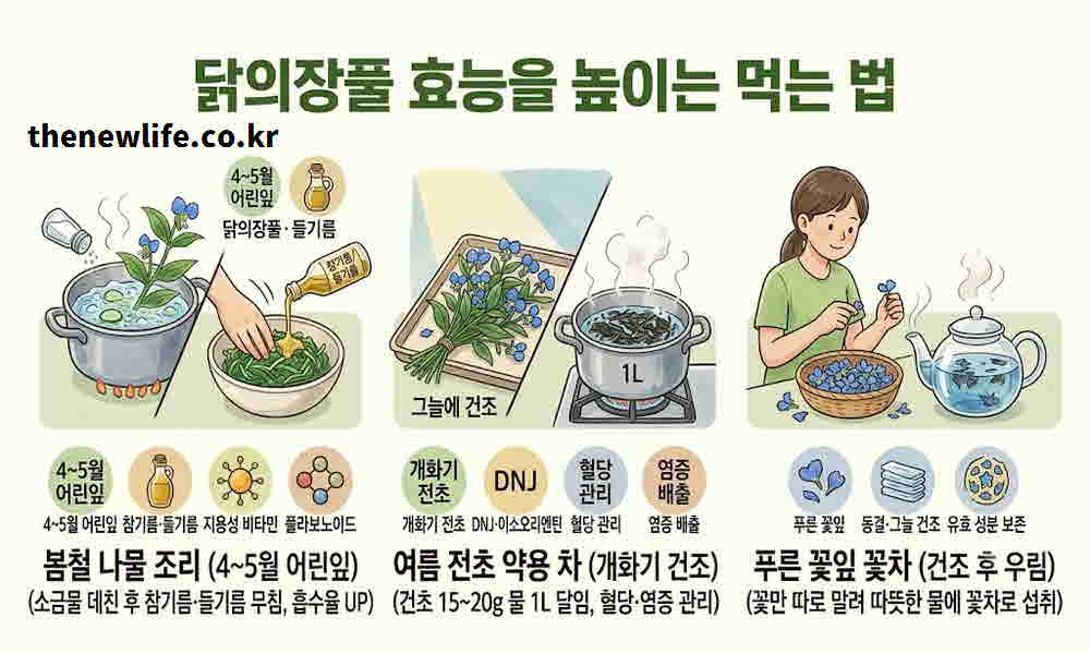 닭의장풀 효능 높이는 먹는 법