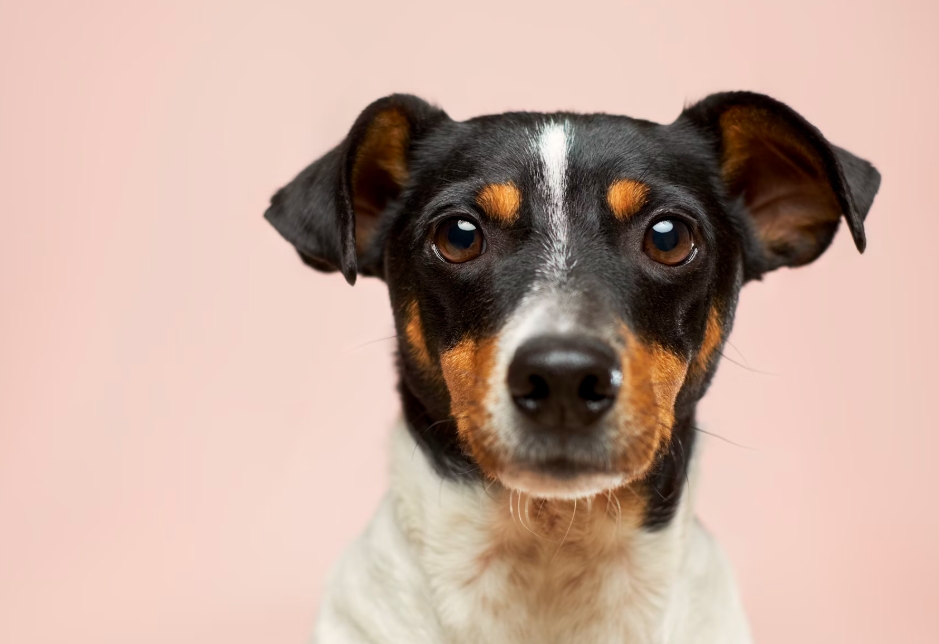 강아지 배변 훈련 성공하는 비법과 실천 가이드