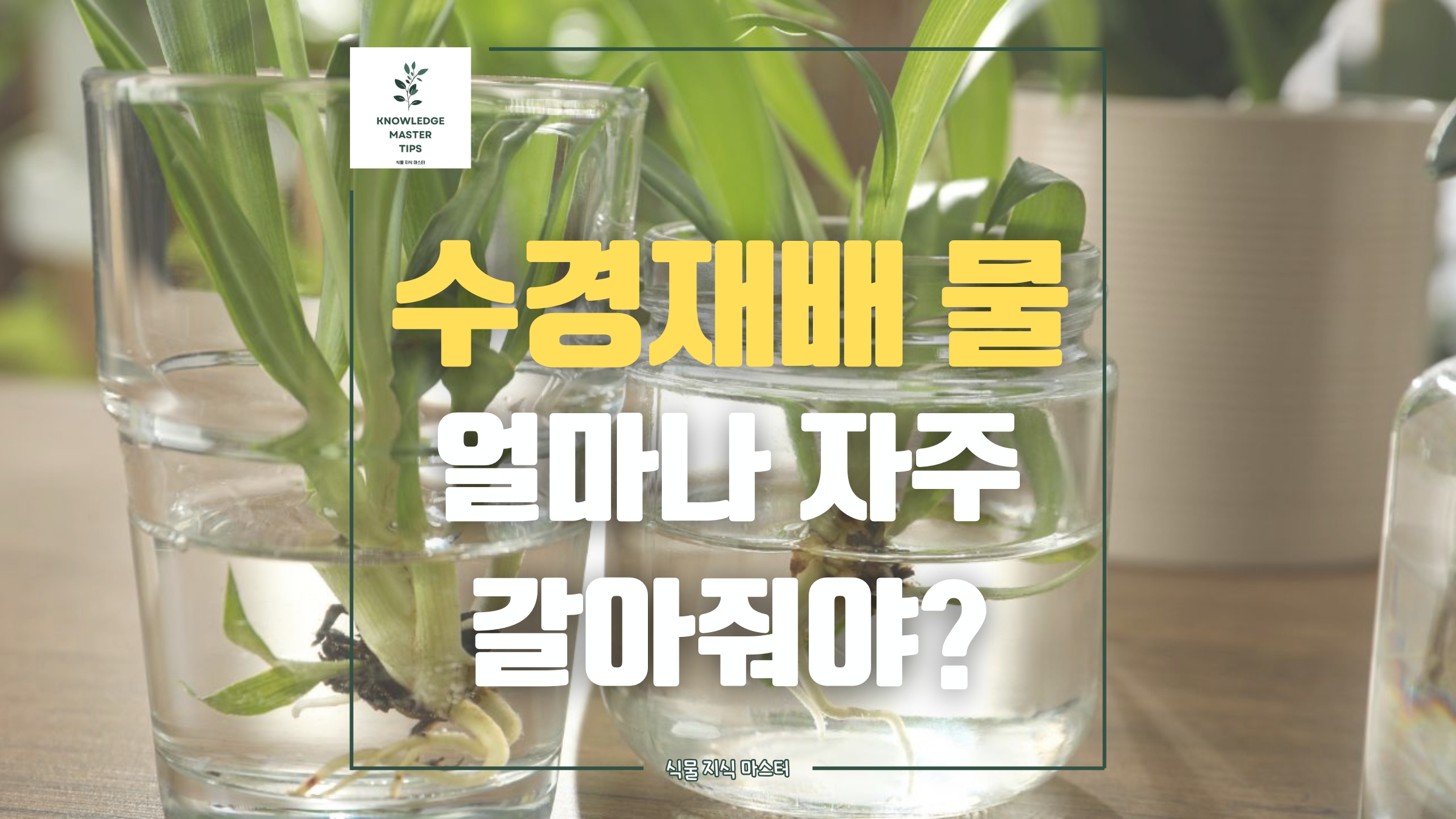 수경재배 물 교체, 얼마나 자주 갈아줘야 할까?