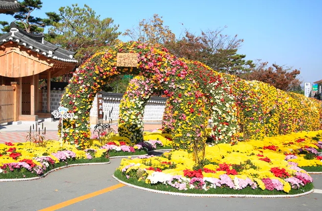 영암 국화축제
