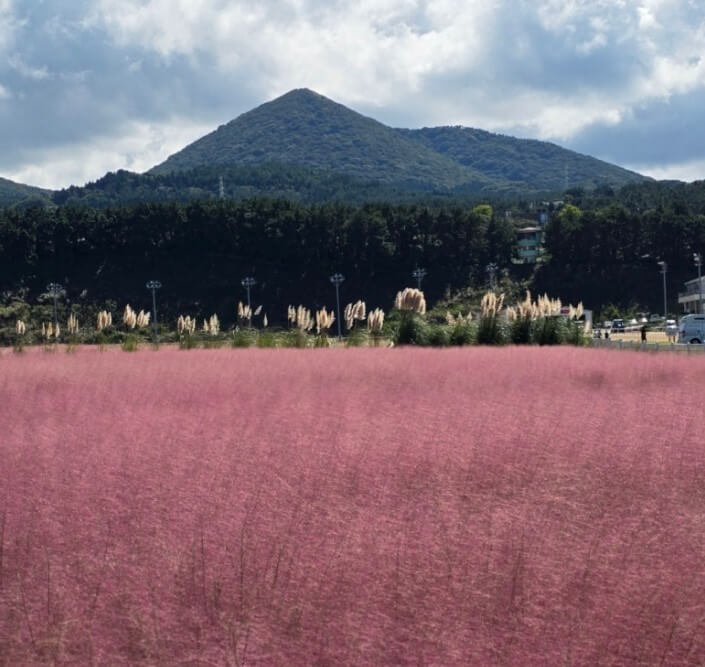 24년 11월 전국 가을축제
