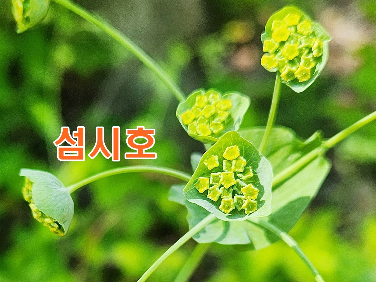 섬시호
