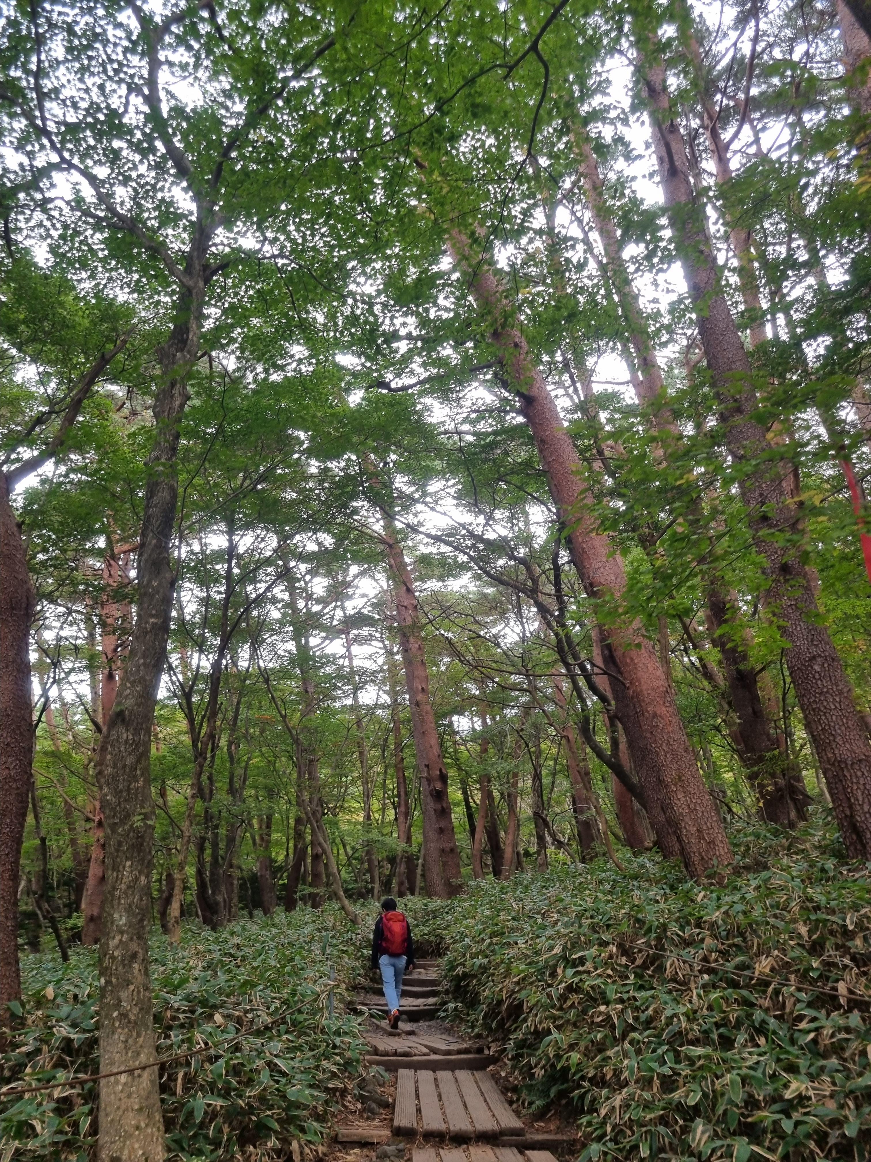 윗세오름 영실코스