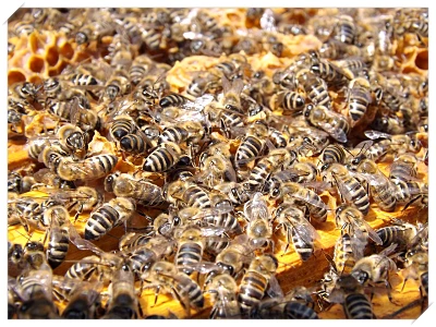 식도염 좋은 음식