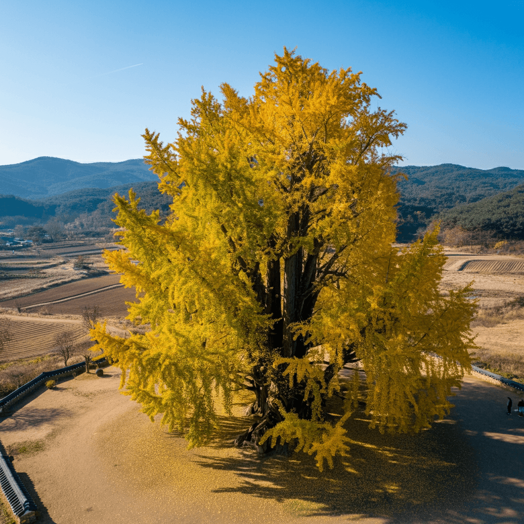 반계리 은행나무 CCTV2