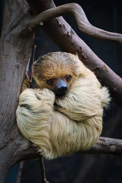 나무늘보-보는-꿈-해몽