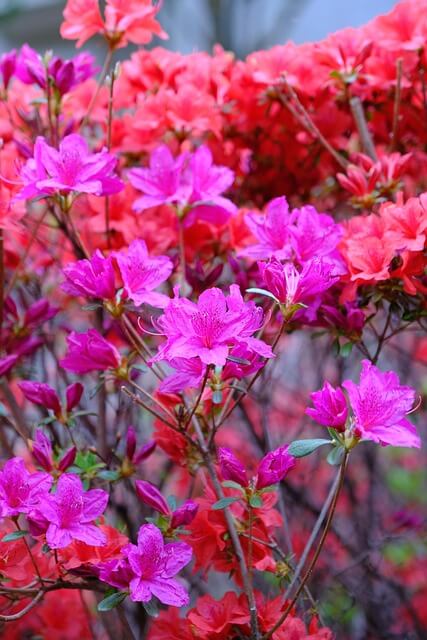 산청 황매산철쭉제