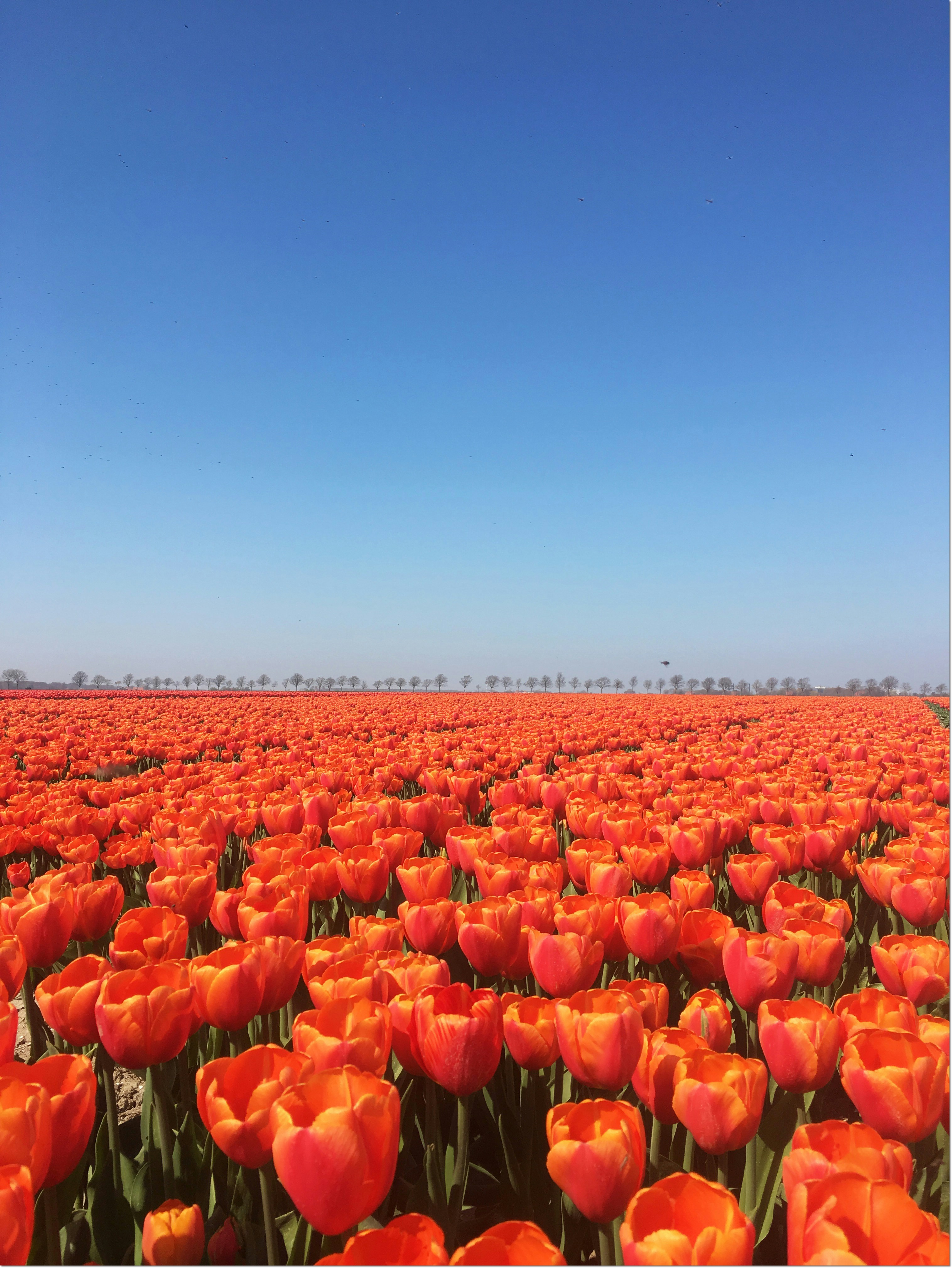 태안 세계튤립 축제 가는길 입장료 개화율