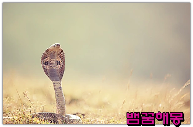 뱀꿈-뱀이행동하는꿈-11