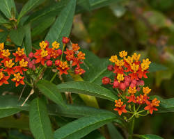 아스클레피아스(금관화) 이미지 사진