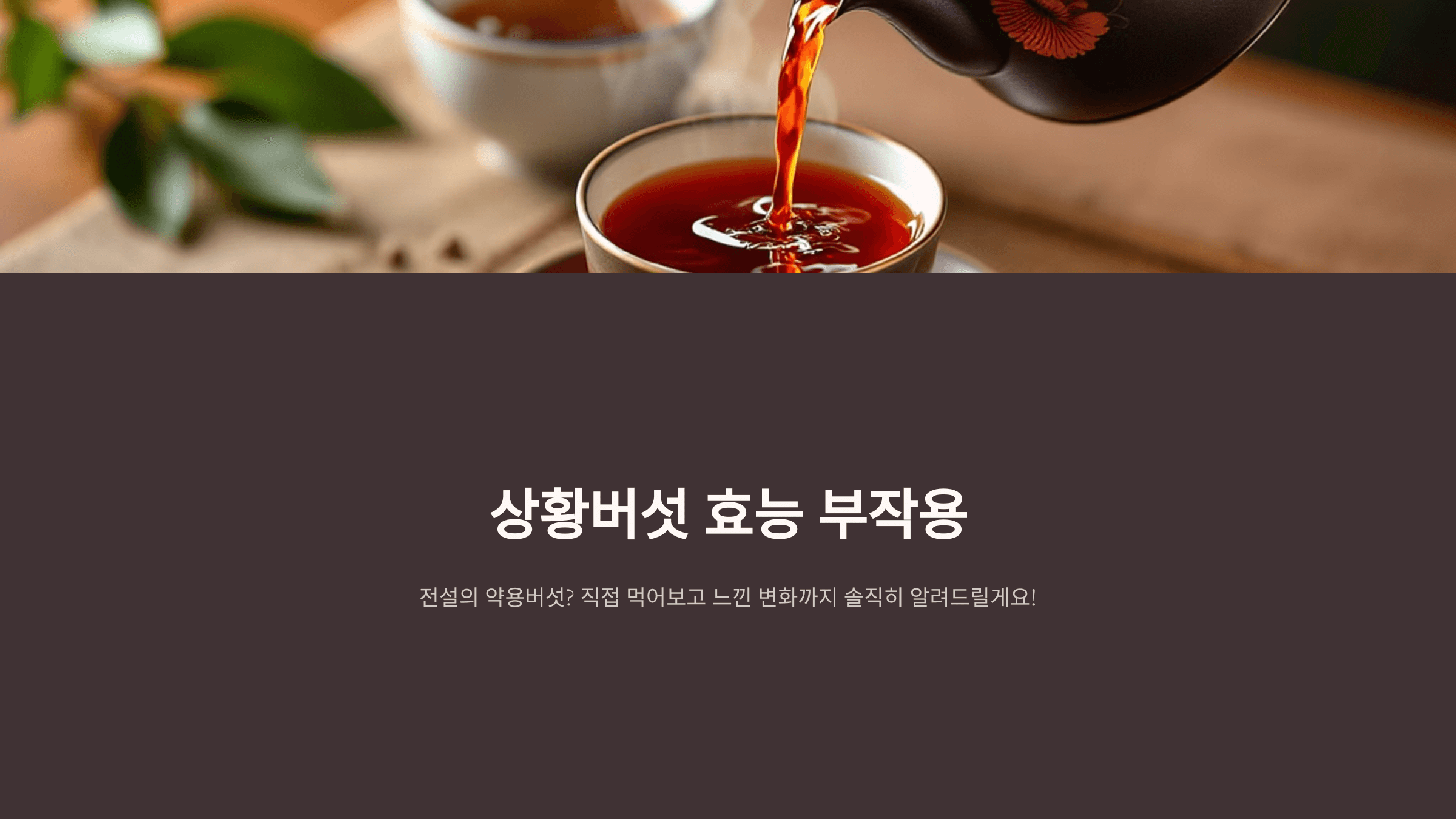 상황버섯 사진입니다.