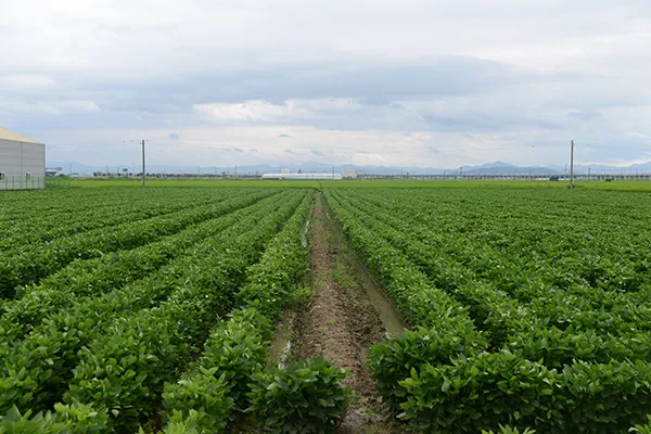 6월에 심는 밭작물 채소_5