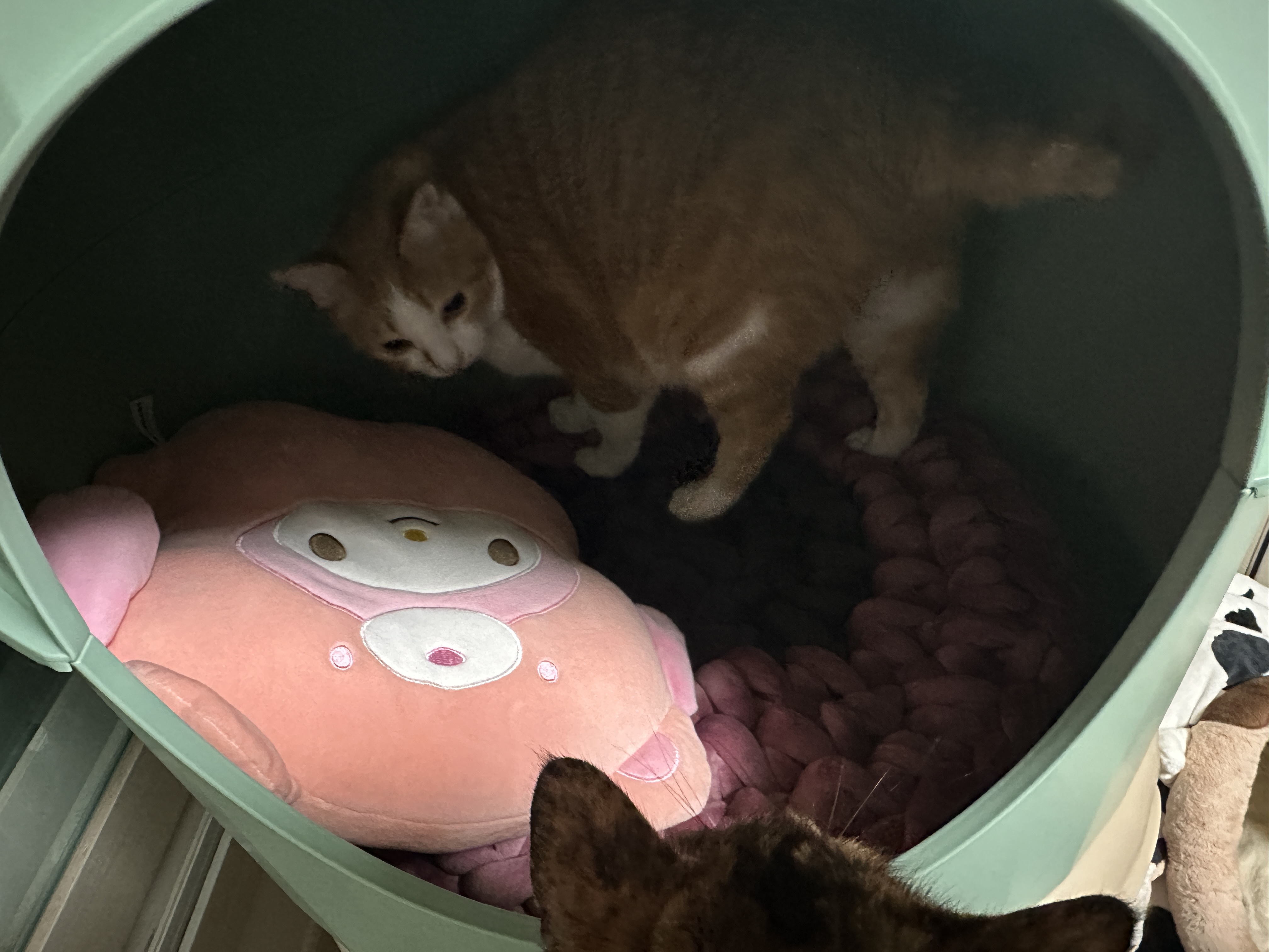 첫번쨰_원형방석에_제일_먼저_들어가보는_치즈냥이_호야