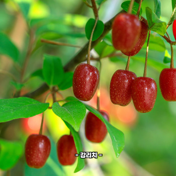 보리수 효능