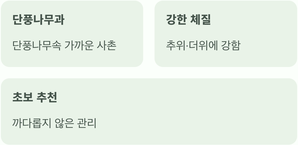 단풍나무의 진짜 사촌