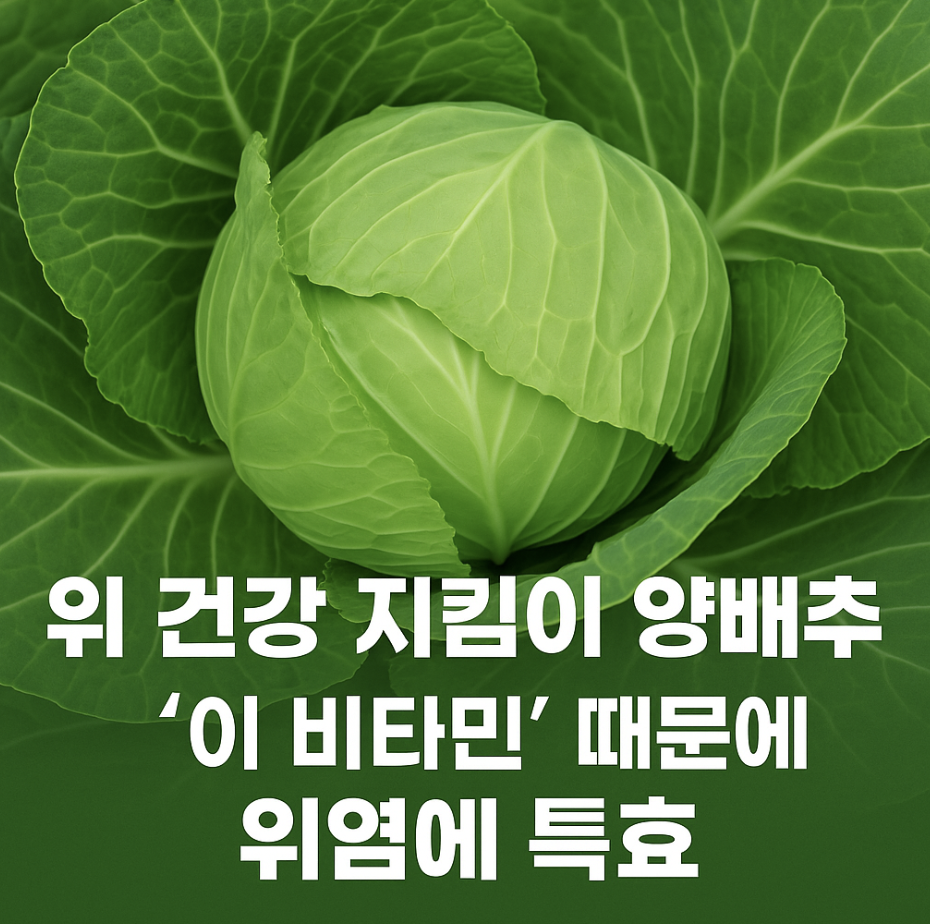 위 건강 지킴이 양배추, '이 비타민' 때문에 위염에 특효