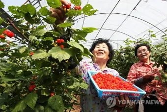 산딸기 재배 번식 방법 포트 묘 심기 잡초 관리_2
