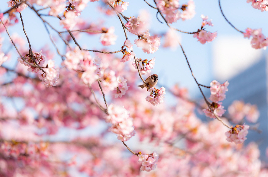진해 벚꽃 개화 시기