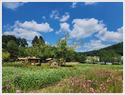  평창 봉평 메밀꽃밭 &ndash; 